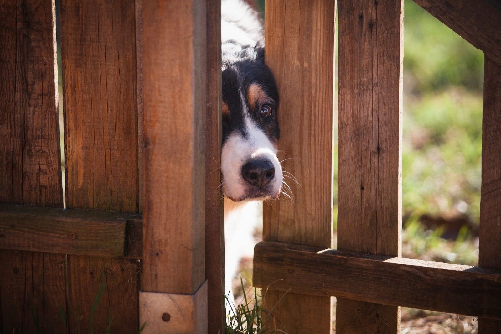 What Is the Best Type of Dog Fence?